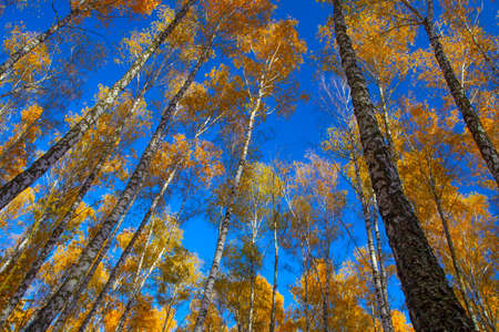 Beautiful golden yellow  birch grove in autumn against the skyの写真素材