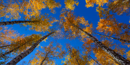 Beautiful golden yellow  birch grove in autumn against the skyの写真素材