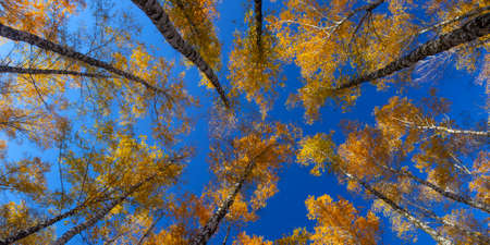 Beautiful golden yellow  birch grove in autumn against the skyの写真素材
