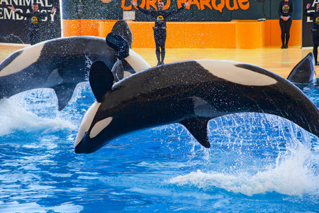 PUERTO DE LA CRUZ, TENERIFE, SPAIN - MARCH 1 , 2022: water shows with killer whales in Loro Park (Loro Parque) , Tenerife, Spain. "Loro Park" one of the most famous amusement parks in Europe.のeditorial素材