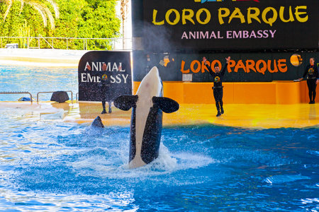 PUERTO DE LA CRUZ, TENERIFE, SPAIN - MARCH 1 , 2022: water shows with killer whales in Loro Park (Loro Parque) , Tenerife, Spain. "Loro Park" one of the most famous amusement parks in Europe.のeditorial素材