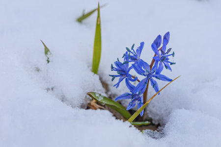 First spring blue scilla flowers under snow in Marchの写真素材