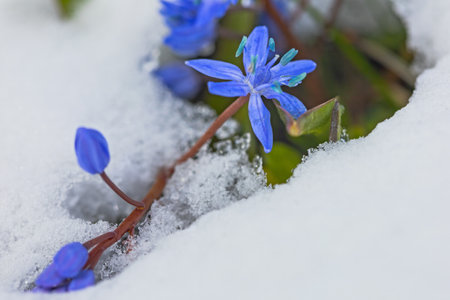 First spring blue scilla flowers under snow in Marchの写真素材