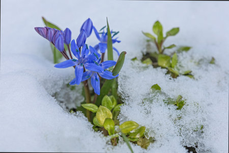 First spring blue scilla flowers under snow in Marchの写真素材