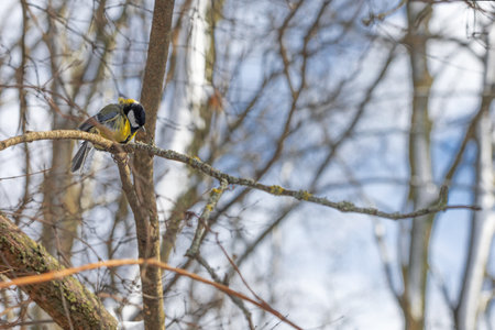 Cute tit bird sitting on the tree branch in early snowy springの写真素材