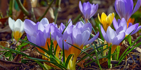Violet and yellow colourful  crocus flowers in early springの写真素材