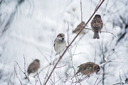 Cute sparrows in snow in winter  parkの写真素材