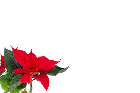 Beautiful red  poinsettia isolated on whiteの写真素材