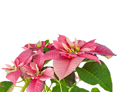 Beautiful red  poinsettia isolated on whiteの写真素材