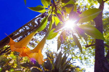 Datura (angel's trumpets) flowers on tree against the sun