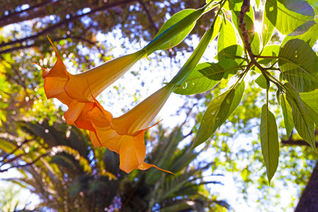 Datura (angel's trumpets) flowers on tree against the sunの写真素材
