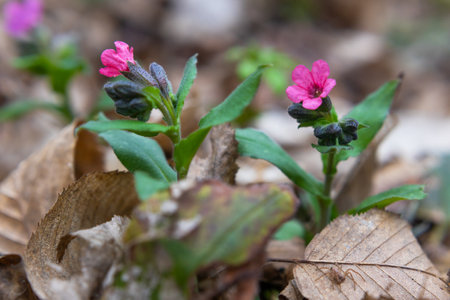 Pulmonaria (lungwort) flowers close up, taken in early springの写真素材