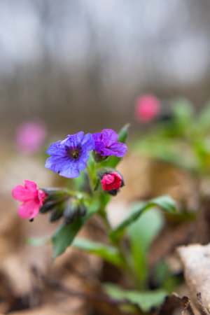 Pulmonaria (lungwort) flowers close up, taken in early springの写真素材