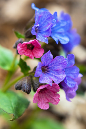 Pulmonaria (lungwort) flowers close up, taken in early springの写真素材