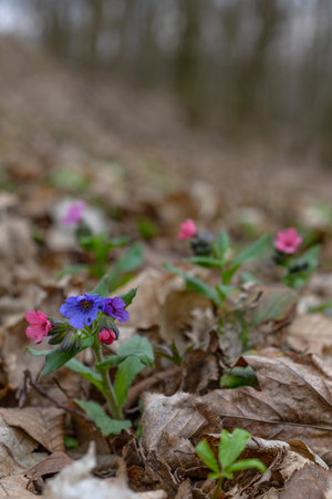 Pulmonaria (lungwort) flowers close up, taken in early springの写真素材
