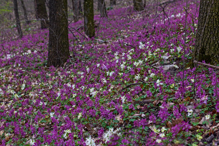 Lilac, white and violet fumewort flowers in early spring forest in Kyiv botanical gardenの写真素材