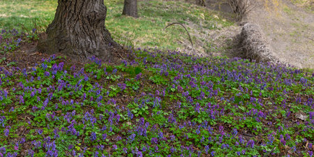 Violet fumewort flowers and lonely tree in Kyiv Botanical Garden