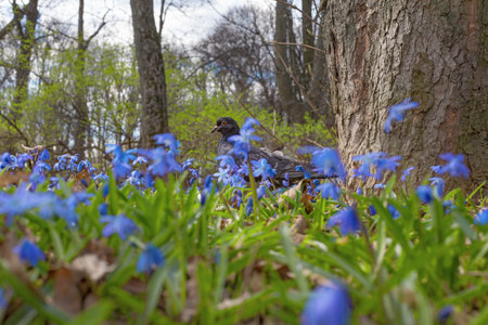 Pigeon on the meadow in blue scilla blossoming in spring