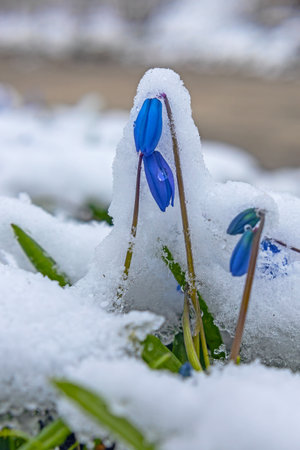 First spring scilla flowers under snow in early springの写真素材