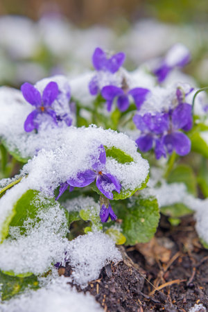First spring violets flowers under snow in early springの写真素材