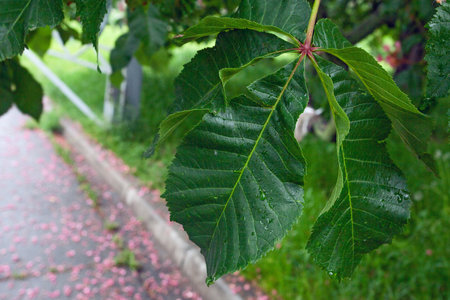 Pink  flowers  on blossoming chestnut tree in Kyiv botanical gardenの写真素材