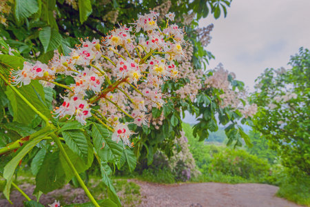 Beautiful blossoming chestnut tree in Kyiv botanical gardenの写真素材
