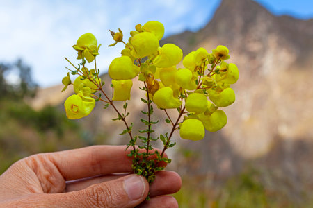 Yellow Slipper (Calceolaria) flowers on the mountains background, Andes, Ollataytambo, Peru
