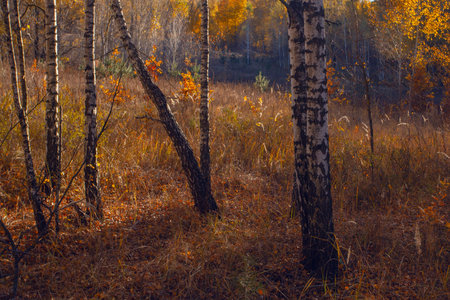 Alley in autumn golden yellow birch grove at sunset timeの写真素材