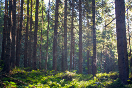 Fresh green forest  in sunshine taken  early morning in Carpathian mountains