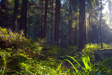Fresh green forest  in sunshine taken  early morning in Carpathian mountainsの写真素材