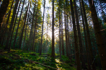 Fresh green forest  in sunshine taken  early morning in Carpathian mountainsの写真素材