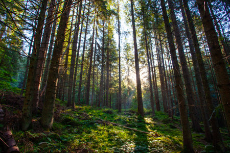 Fresh green forest  in sunshine taken  early morning in Carpathian mountainsの写真素材