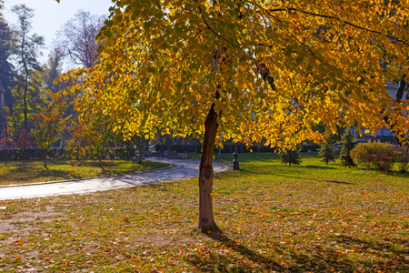 Golden autumn in park in Kyivの写真素材