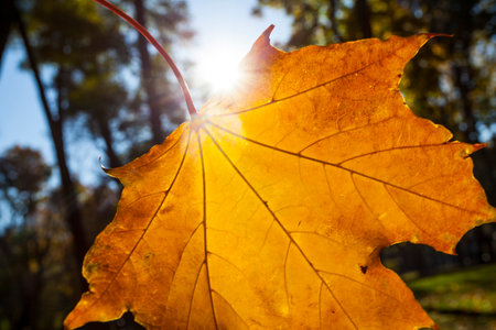 Yellow autumn Maple leaf close up against the sun