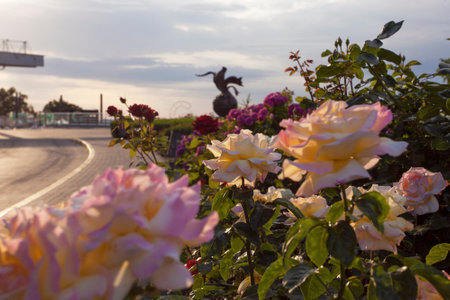 Beautiful alley with blossoming roses in the center of Kyiv, in the park of Immortal Glory, Ukraineの写真素材