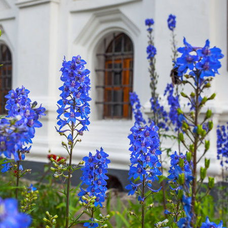 Bright blue delphinium flowers in garden near the white houseの写真素材