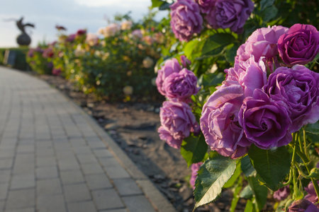 Beautiful alley with blossoming roses in the center of Kyiv, in the park of Immortal Glory, Ukraineの写真素材