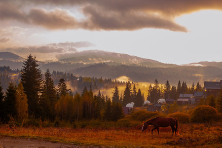 Horse grazing at Sunrise misty morning taken in Carpathian mountains, Ukraineの写真素材