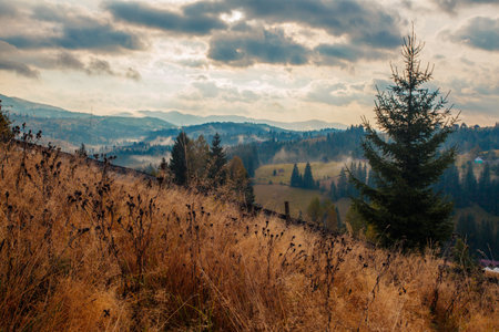 Sunrise misty morning taken in Carpathian mountains, Ukraineの写真素材