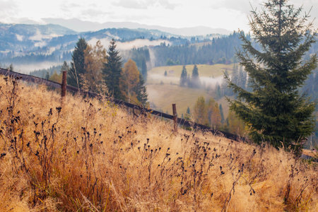 Sunrise misty morning taken in Carpathian mountains, Ukraineの写真素材