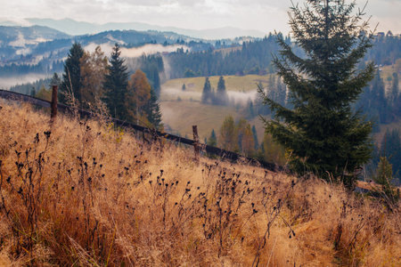 Sunrise misty morning taken in Carpathian mountains, Ukraineの写真素材