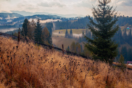 Sunrise misty morning taken in Carpathian mountains, Ukraineの写真素材