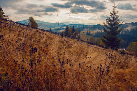 Sunrise misty morning taken in Carpathian mountains, Ukraineの写真素材