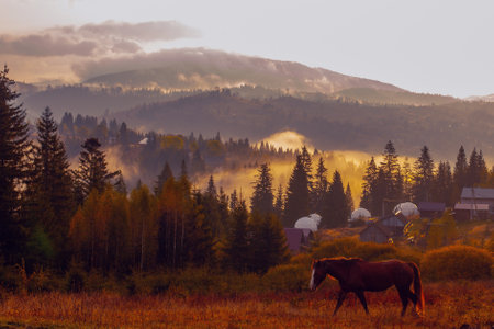 Sunrise misty morning taken in Carpathian mountains, Ukraineの写真素材