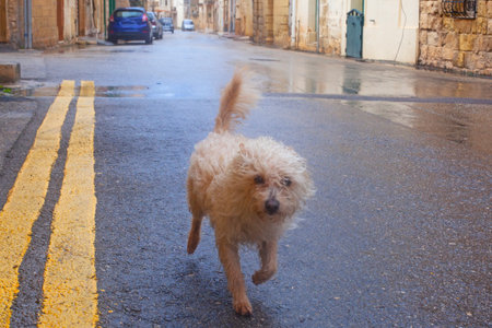 Funny curly dog on the streets of Gozo, Malta