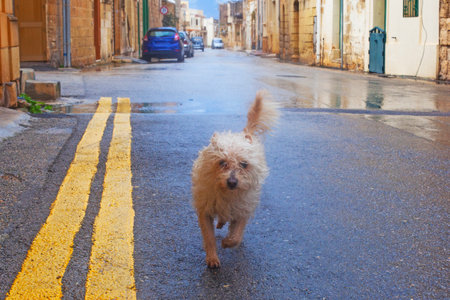 Funny curly dog on the streets of Gozo, Maltaの写真素材