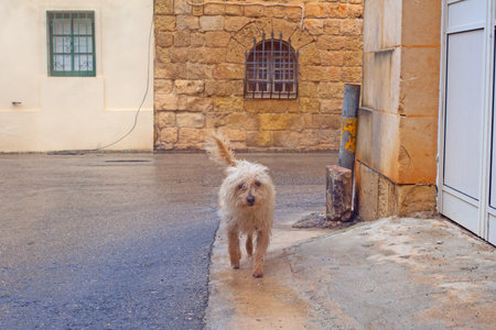 Funny curly dog on the streets of Gozo, Maltaの写真素材