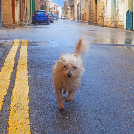 Funny curly dog on the streetsの写真素材