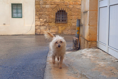 Funny curly dog on the streets of Gozo, Maltaの写真素材