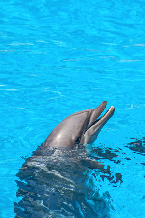 Show of beautiful dolphin jumps in zoo pool. Tenerife